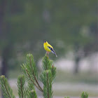 American Gold finch