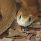 Coastal Taipan