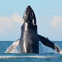 Humpback whale