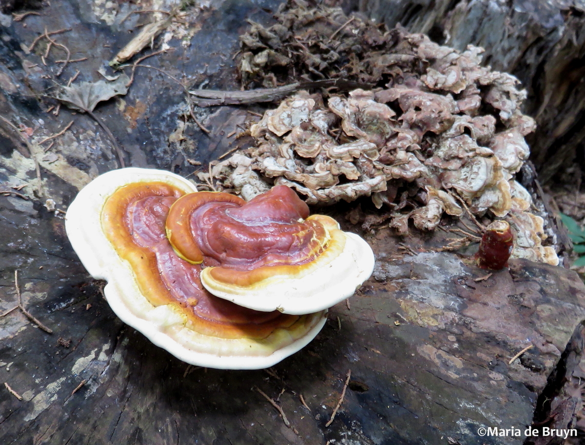 Reishi or Lingzhi mushroom