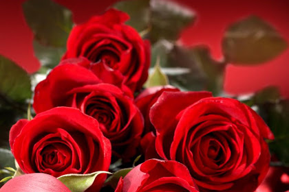 Paling Populer 22+ Wallpaper Bunga Keren