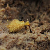 yellow-fuzz cone slime Mold - (nl-Doorschijnend langdraadwatje)