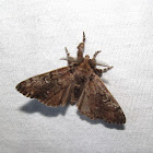 Tussock Moth
