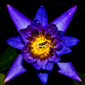 by Kokien Photography - Flowers Single Flower