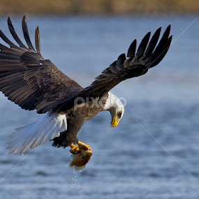 Fresh Fish by Rod Schrader - Animals Birds