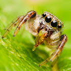 Zebra Jumping Spider