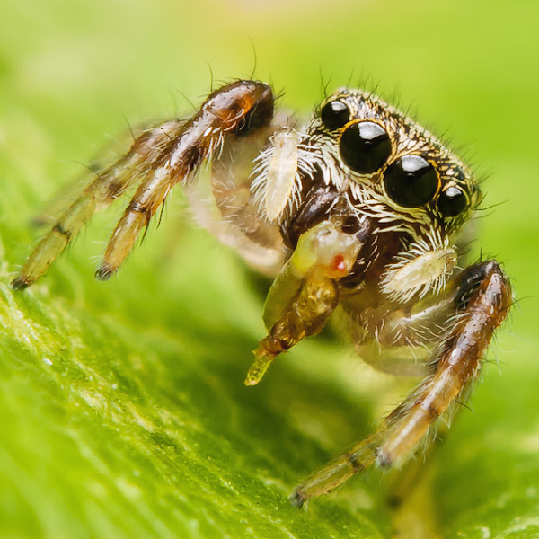Jumping Spiders of Ontario Project Noah