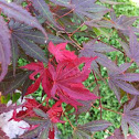JapaneseRed leaf maple