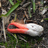 Column Stinkhorn