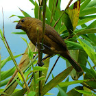Thick-billed seed finch female
