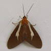 Noctuid Moth