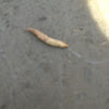 Garden slug
