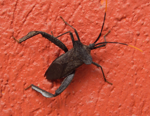 Chinche de patas largas | Project Noah