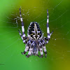 Orb-weaver spider