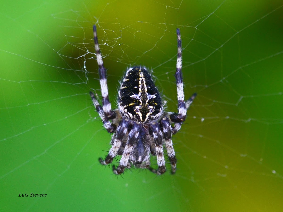 Orb-weaver spider