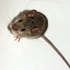 House Mouse (Male)