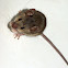 House Mouse (Male)