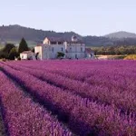 Provence Apk