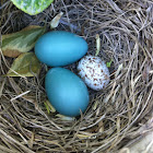 Cowbird egg