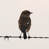 African Stonechat