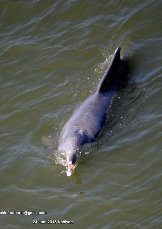 South Asian river dolphin