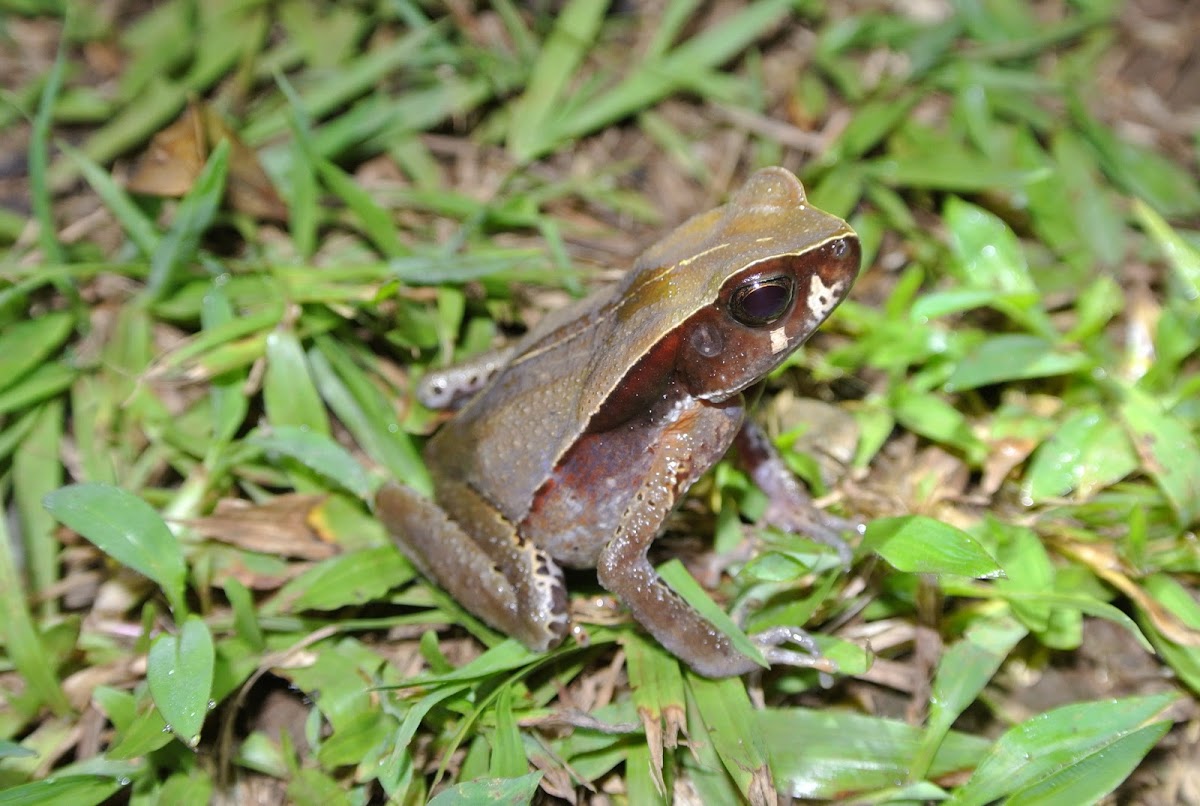 Blackbelly Toad