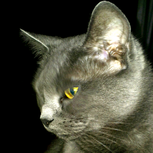 Pet Name Generator - Android Apps on Google Play