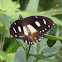 White-banded Swallowtail