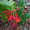 Trumpet honeysuckle