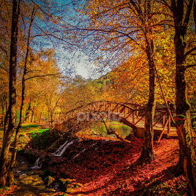 by Jadran Korać - Landscapes Forests