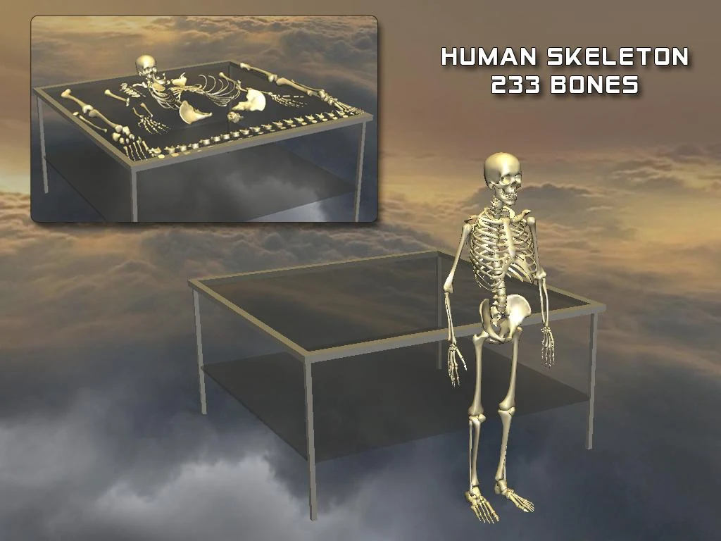 Body Disassembly 3D - screenshot