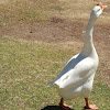 White chinese goose