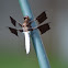 Common whitetail skimmer