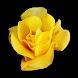 3D rose