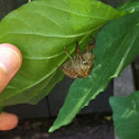 Cicada (Exoskeleton)
