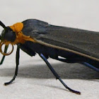 Yellow-collared Scape Moth