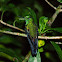 Hummingbird/Kolibrik
