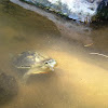 SE Asia Box Turtle