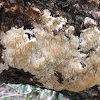 Milk-White Toothed Polypore
