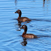 Hardhead or White-eyed Duck (males)