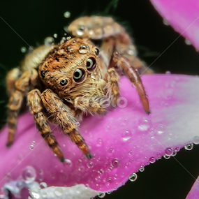 Purple Petal 2 by Muhd Shahjeehan - Animals Insects & Spiders