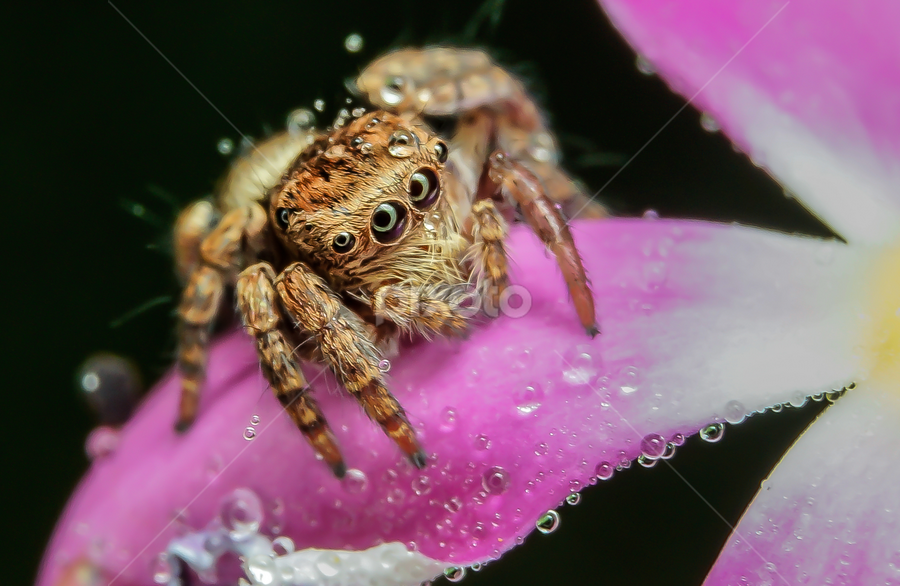 Purple Petal 2 by Muhd Shahjeehan - Animals Insects & Spiders