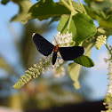 White-Tipped Black Moth