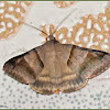 Mocis Looper Moth