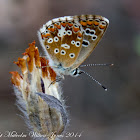 Spanish Brown Argus