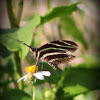 Zebra Longwing (Heliconian) Butterfly