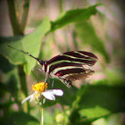 Zebra Longwing (Heliconian) Butterfly