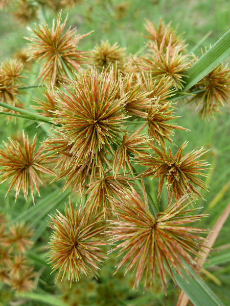 Small Flower Umbrella Sedge Project Noah