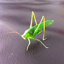 Great Green Grasshopper