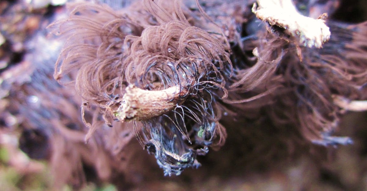 Chocolate tube slime mold (hairy stemonitis)